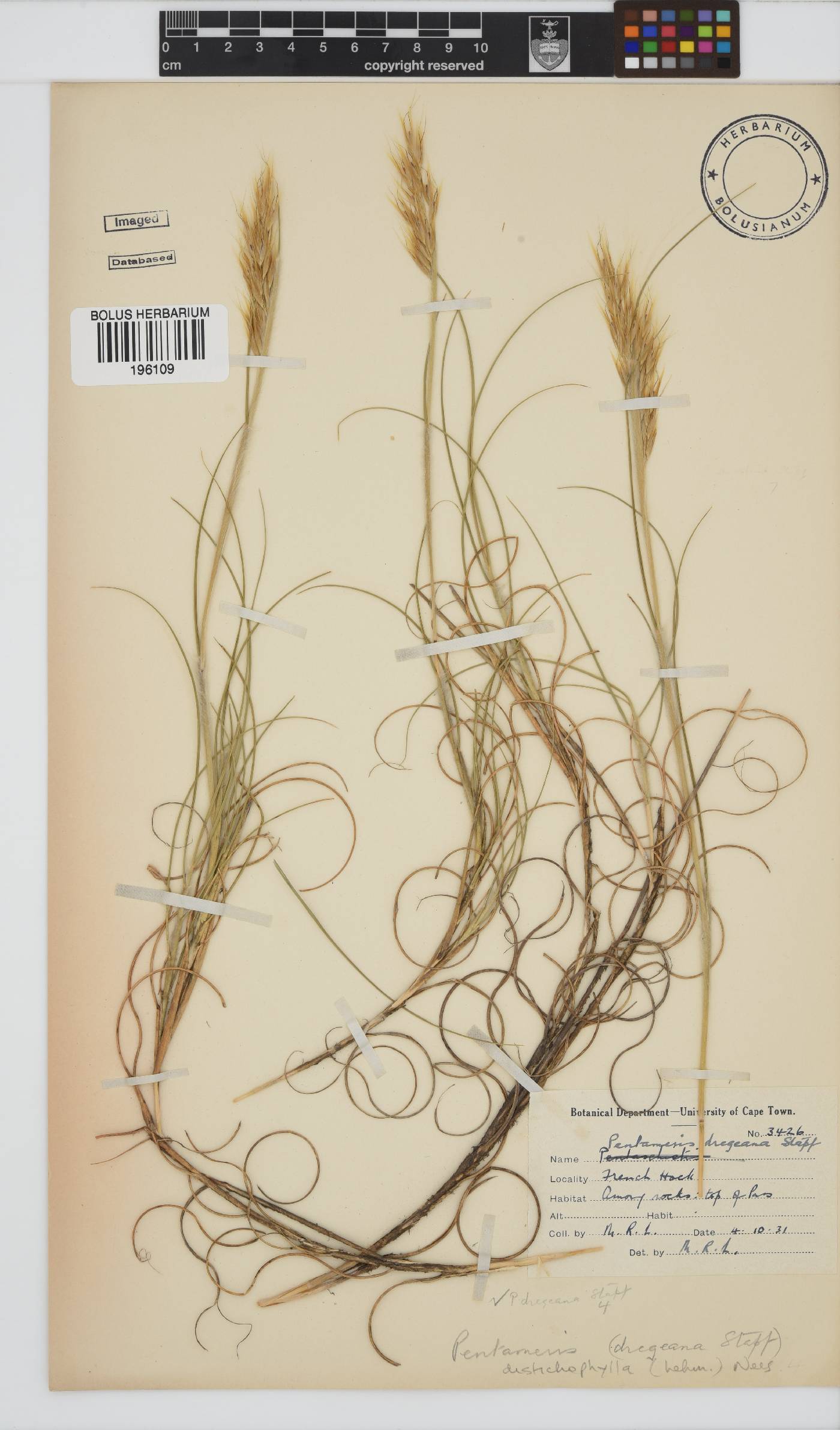 Pentameris distichophylla image