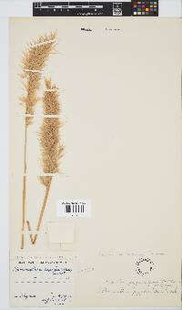 Ellisochloa papposa image