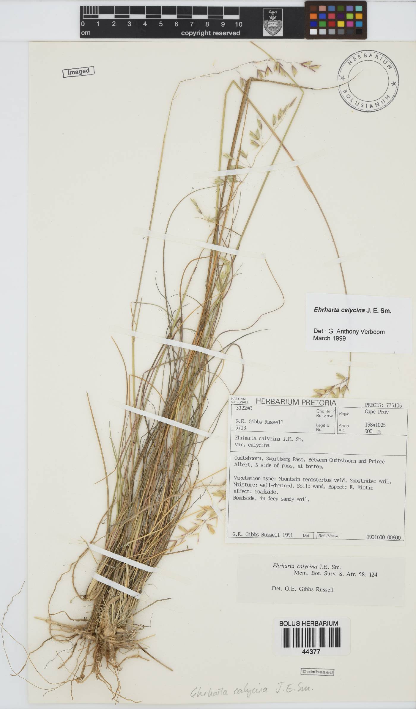 Ehrharta calycina image