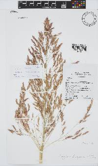 Sorghum halepense image