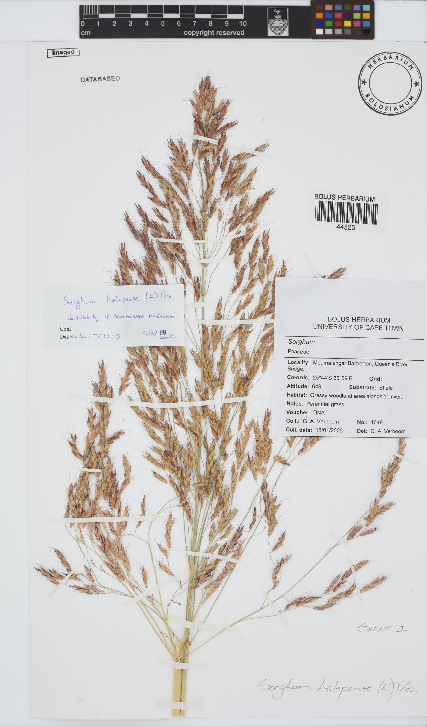 Sorghum halepense image