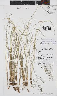 Panicum natalense image