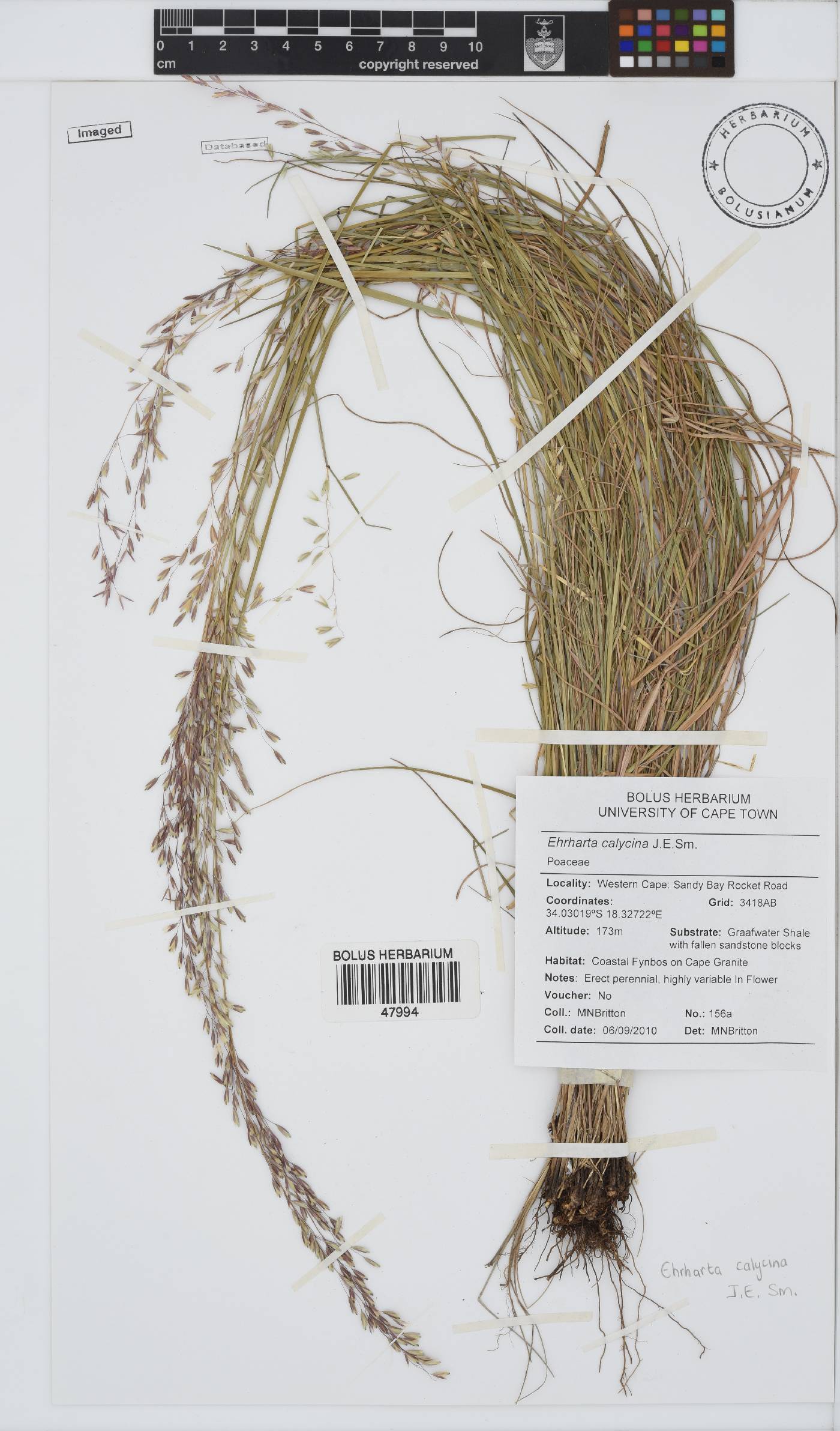 Ehrharta calycina image