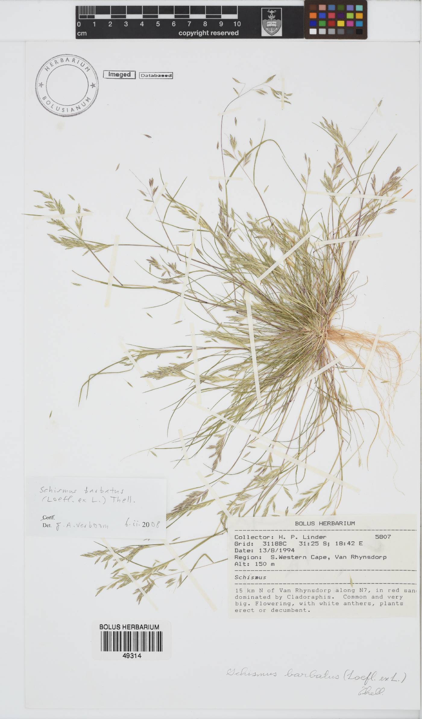 Schismus image