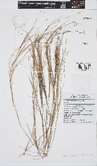 Ehrharta rupestris image