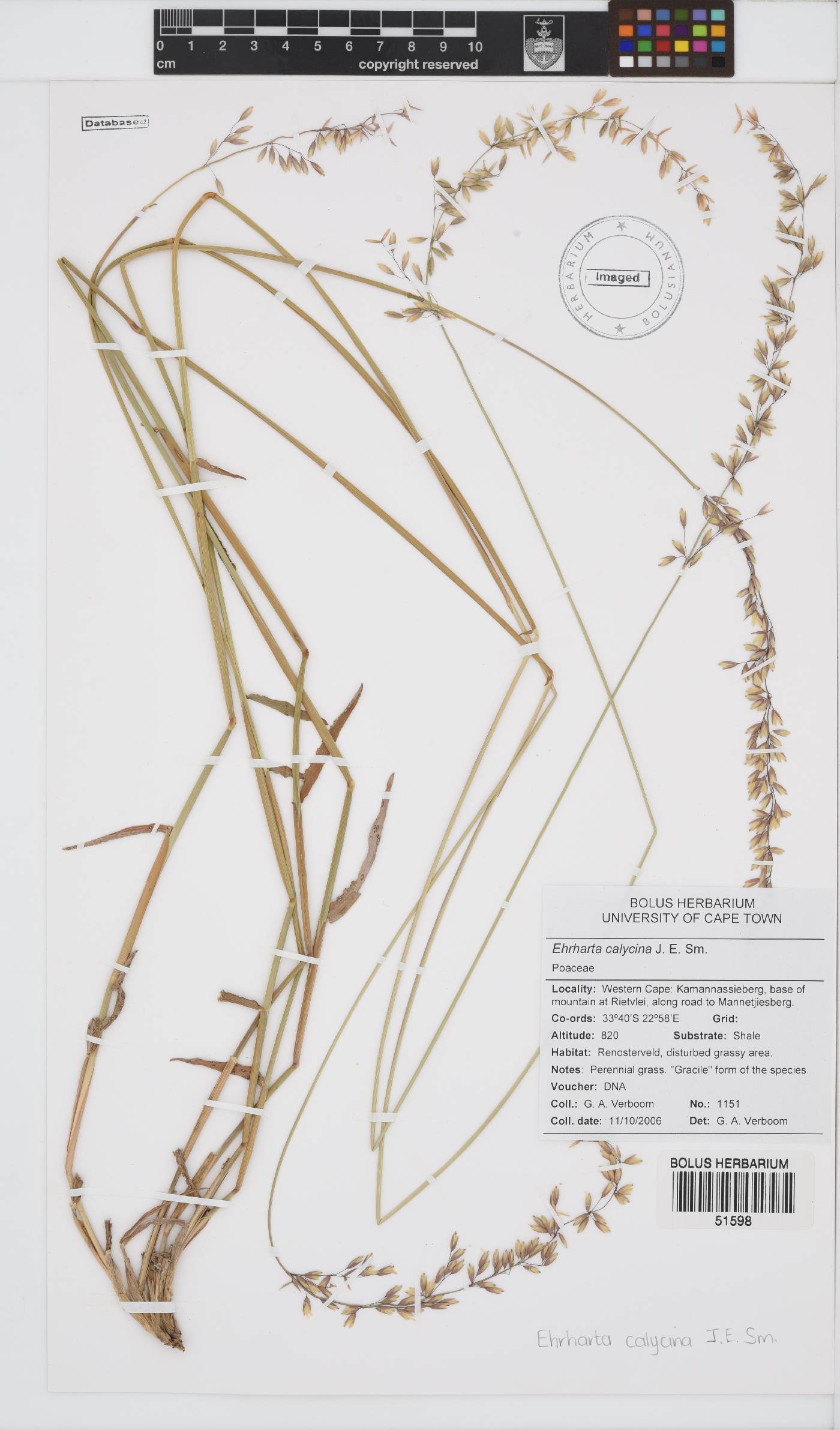 Ehrharta calycina image