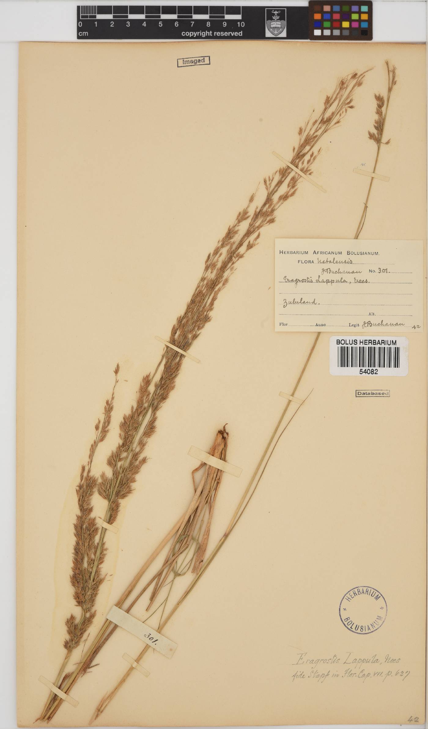 Eragrostis lappula image