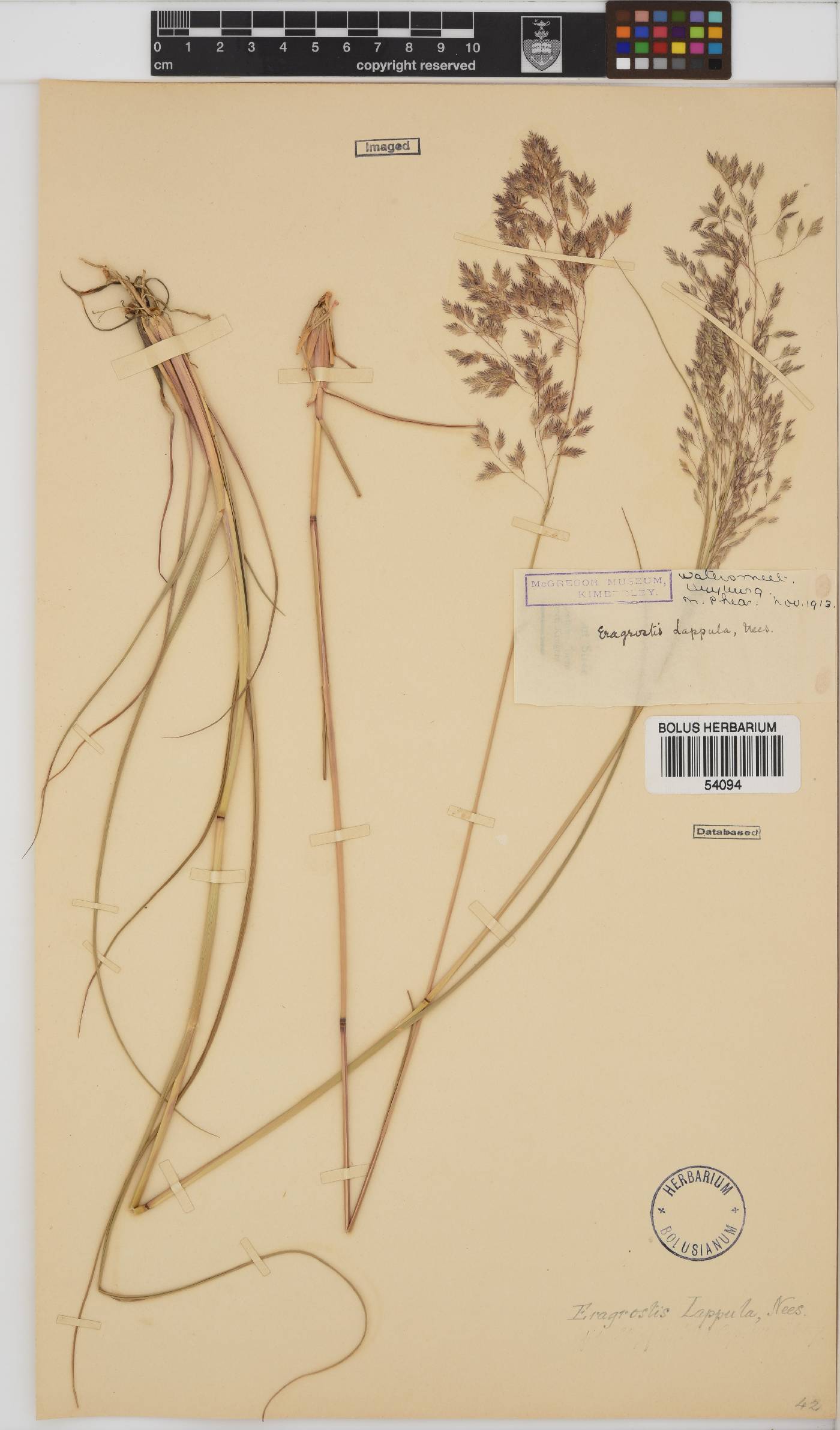 Eragrostis lappula image