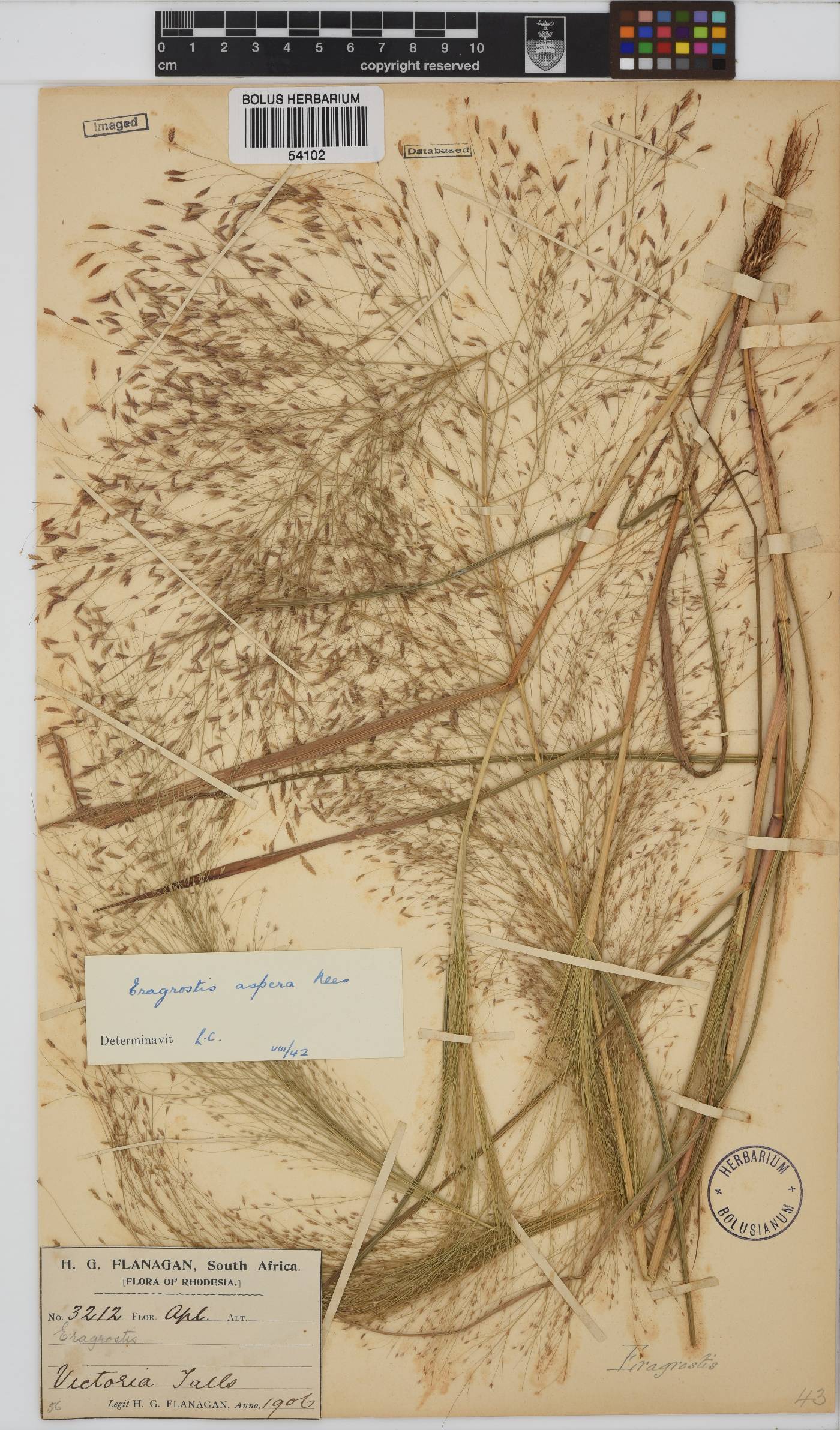 Eragrostis aspera image