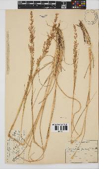 Eragrostis gummiflua image