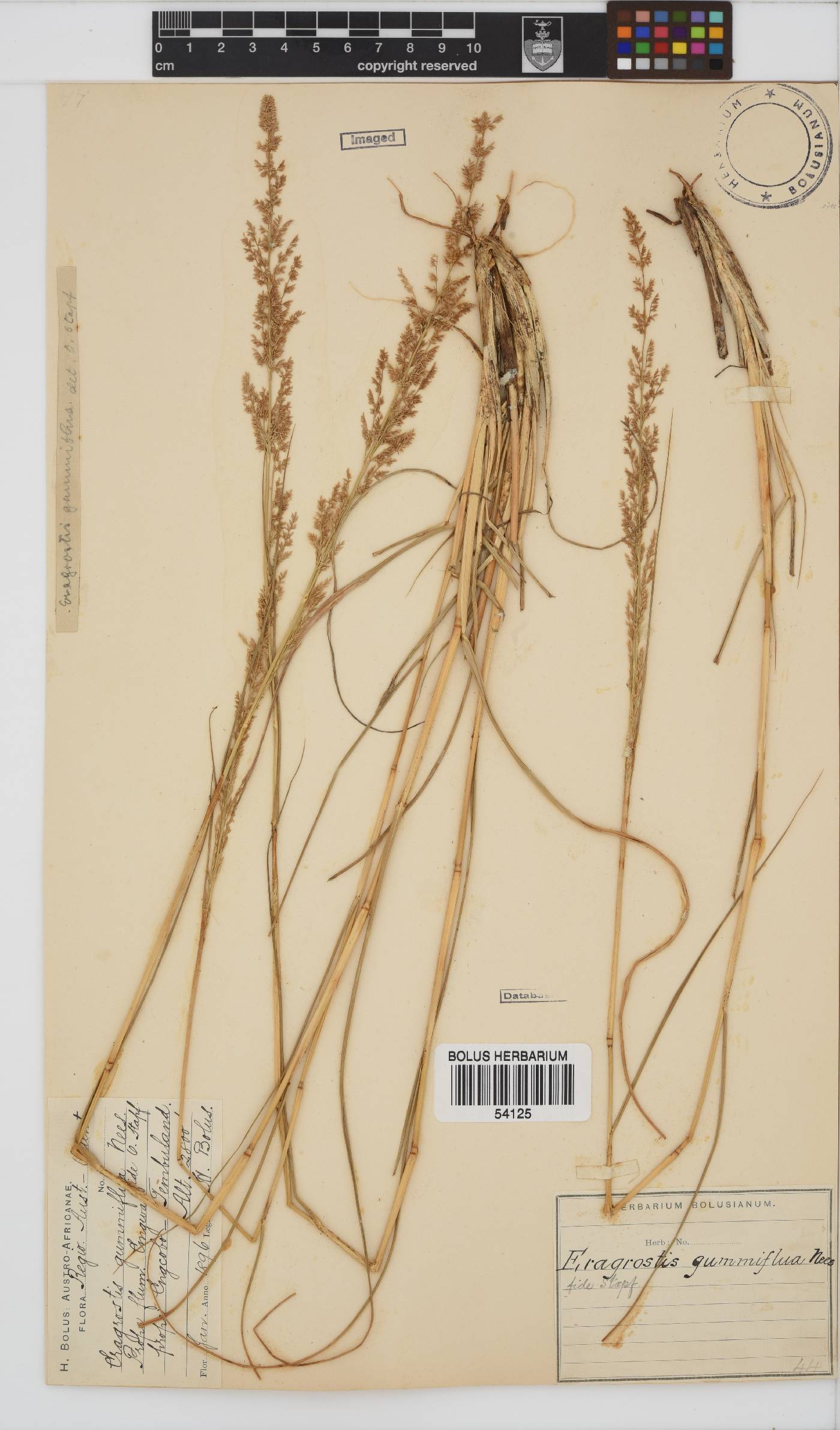 Eragrostis gummiflua image