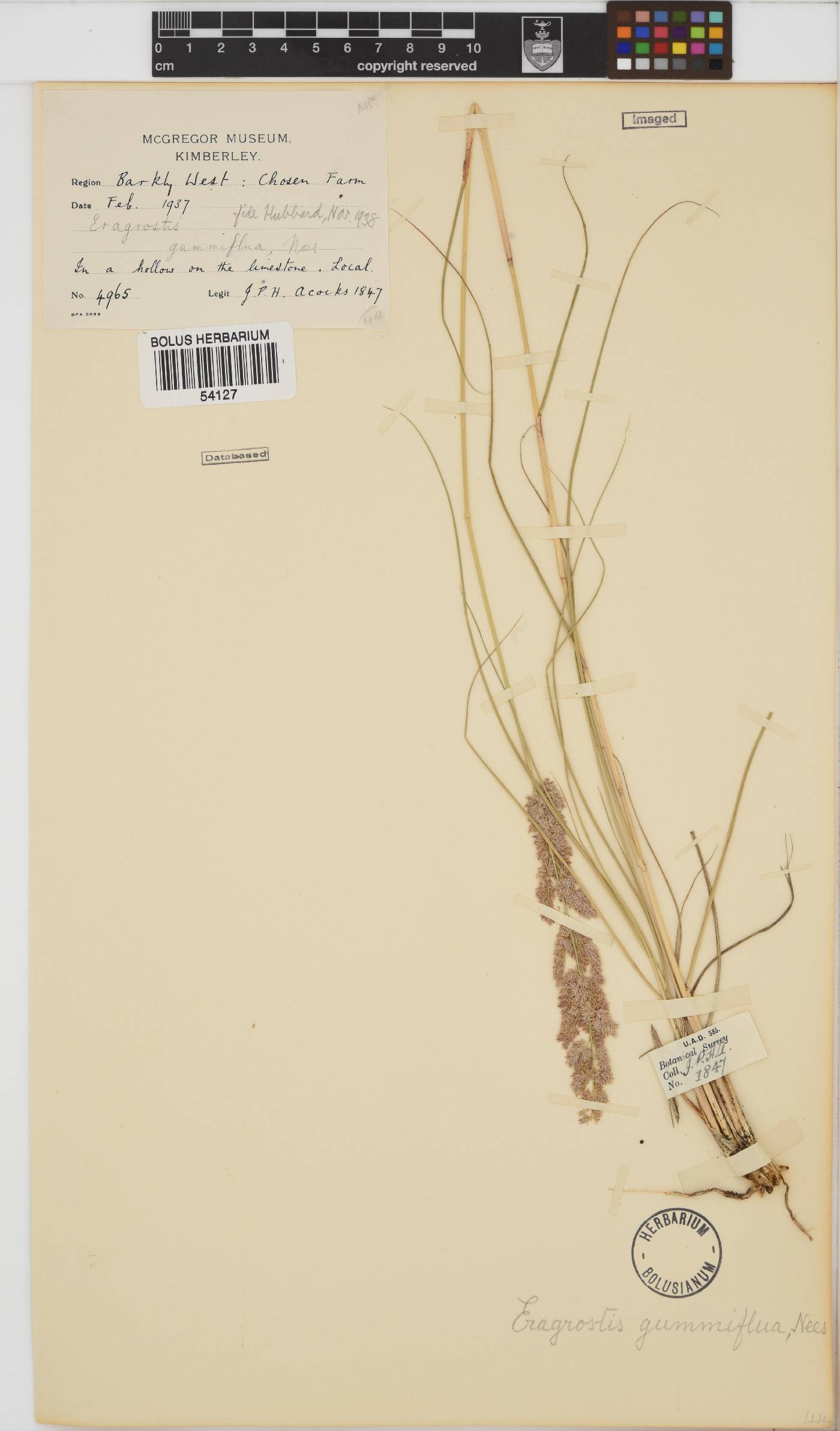 Eragrostis gummiflua image