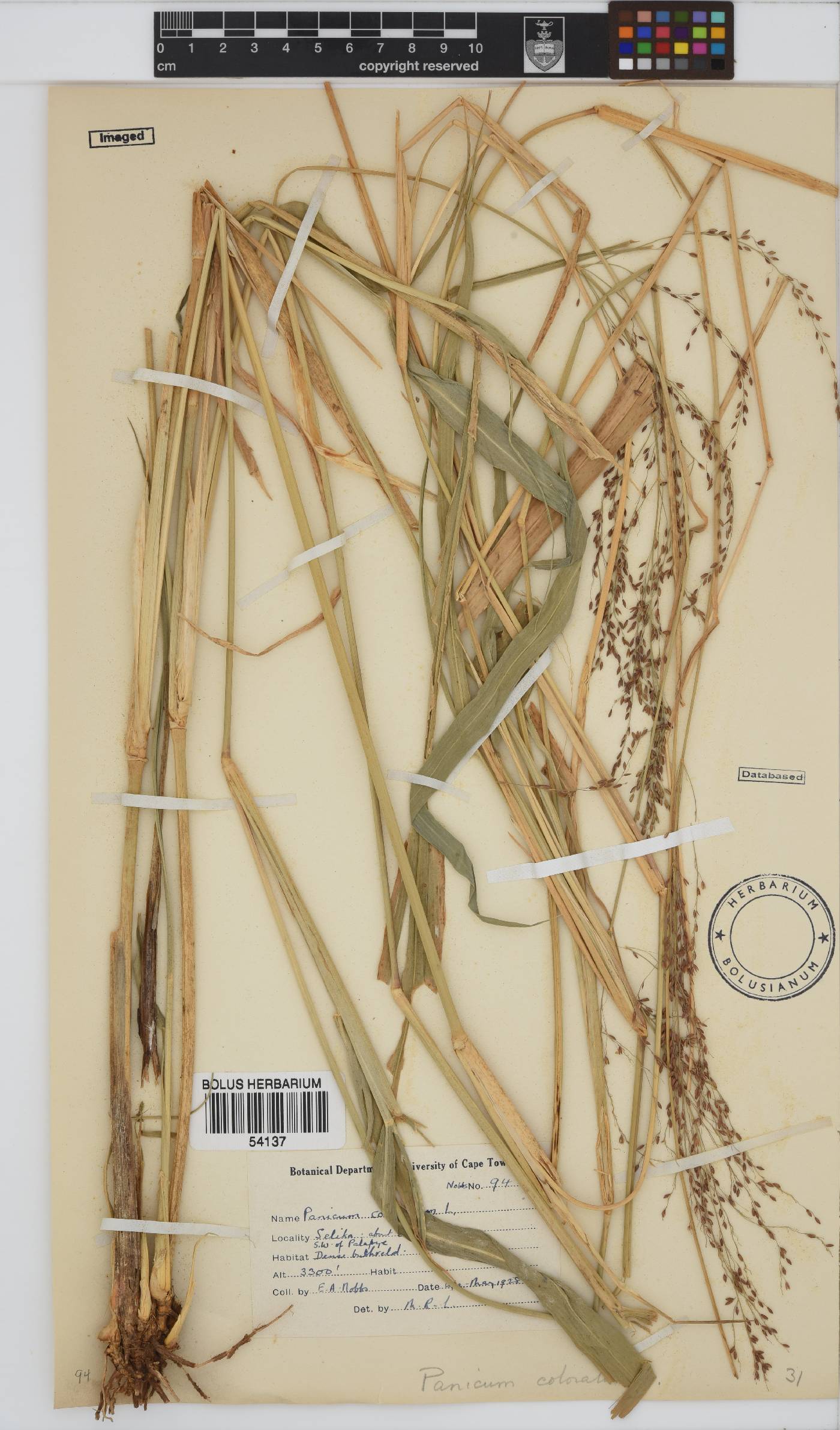 Panicum image