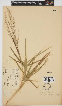 Panicum coloratum image