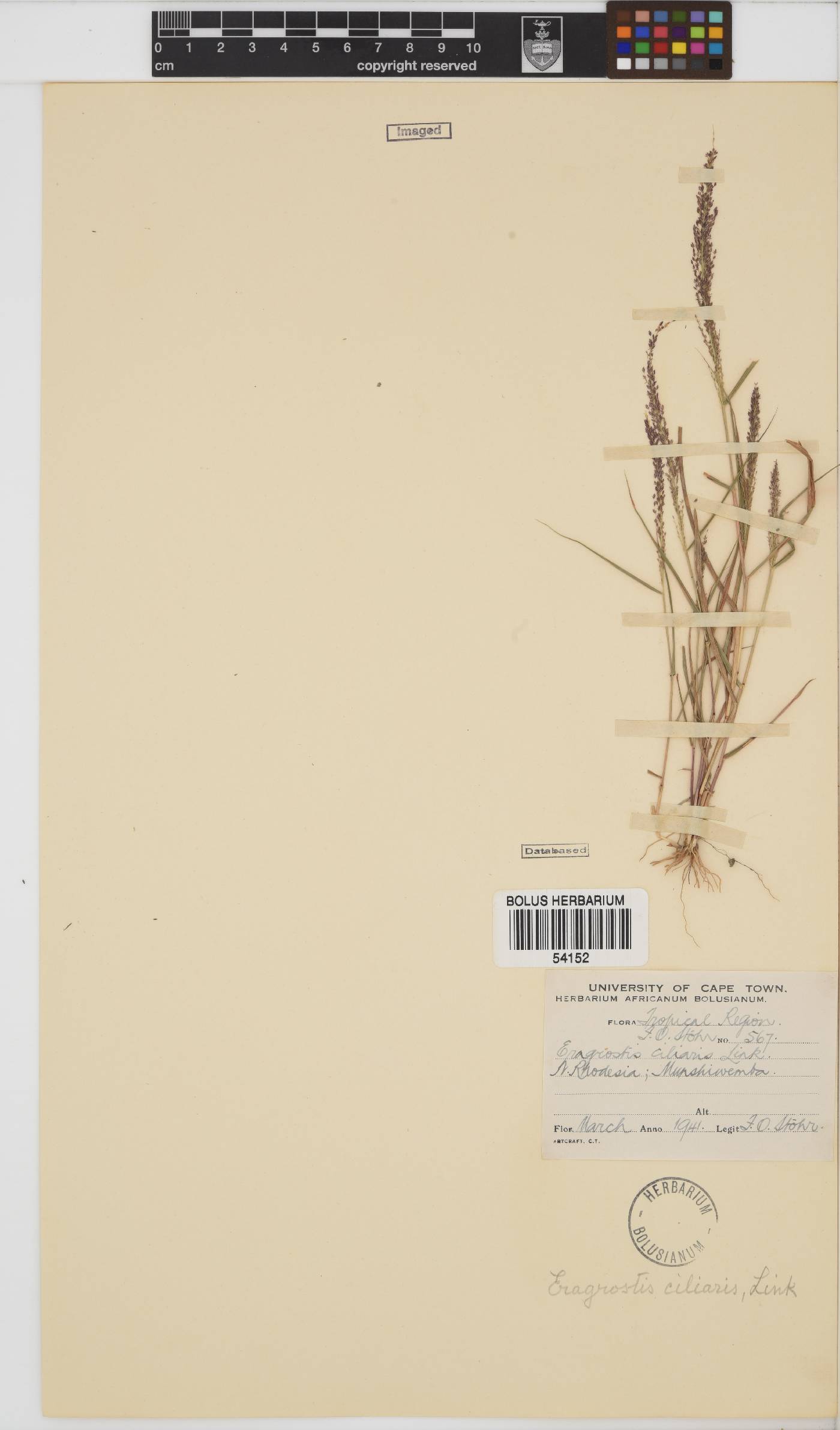 Eragrostis ciliaris image