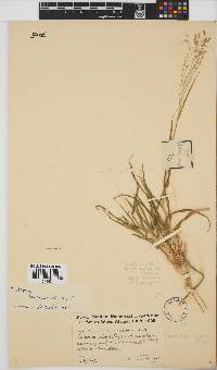 Panicum coloratum image