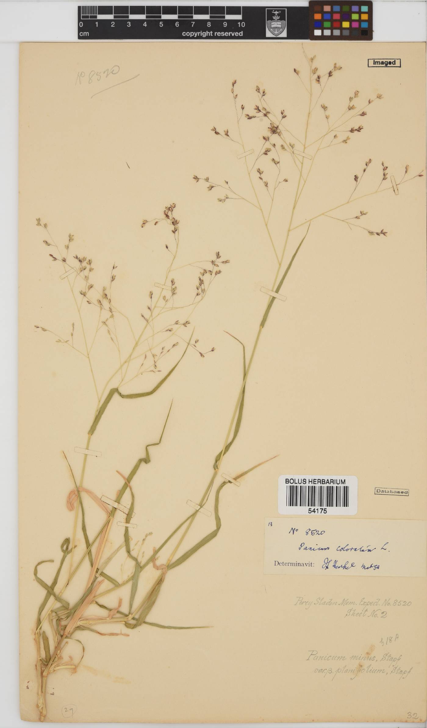 Panicum coloratum image