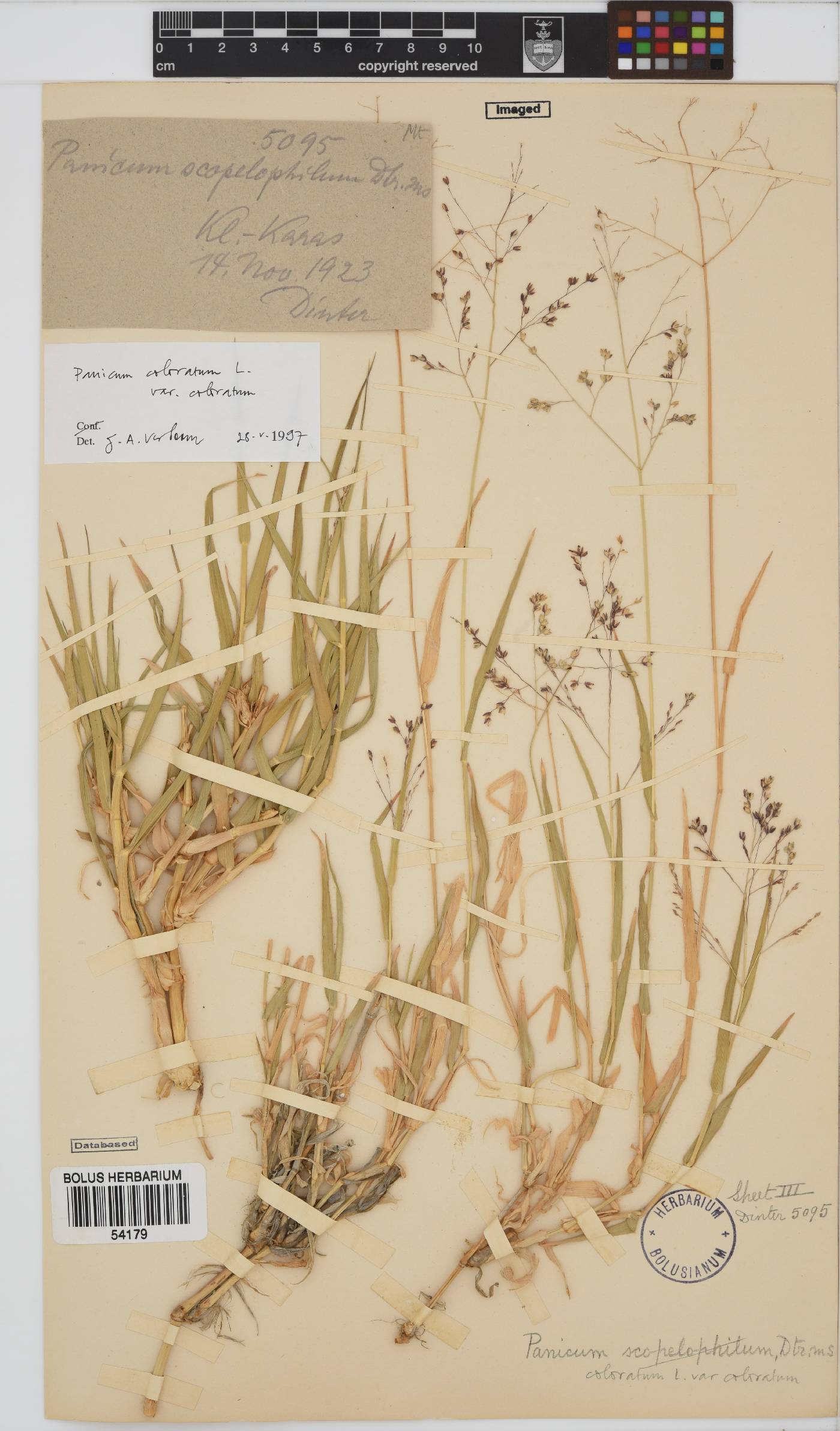 Panicum coloratum image