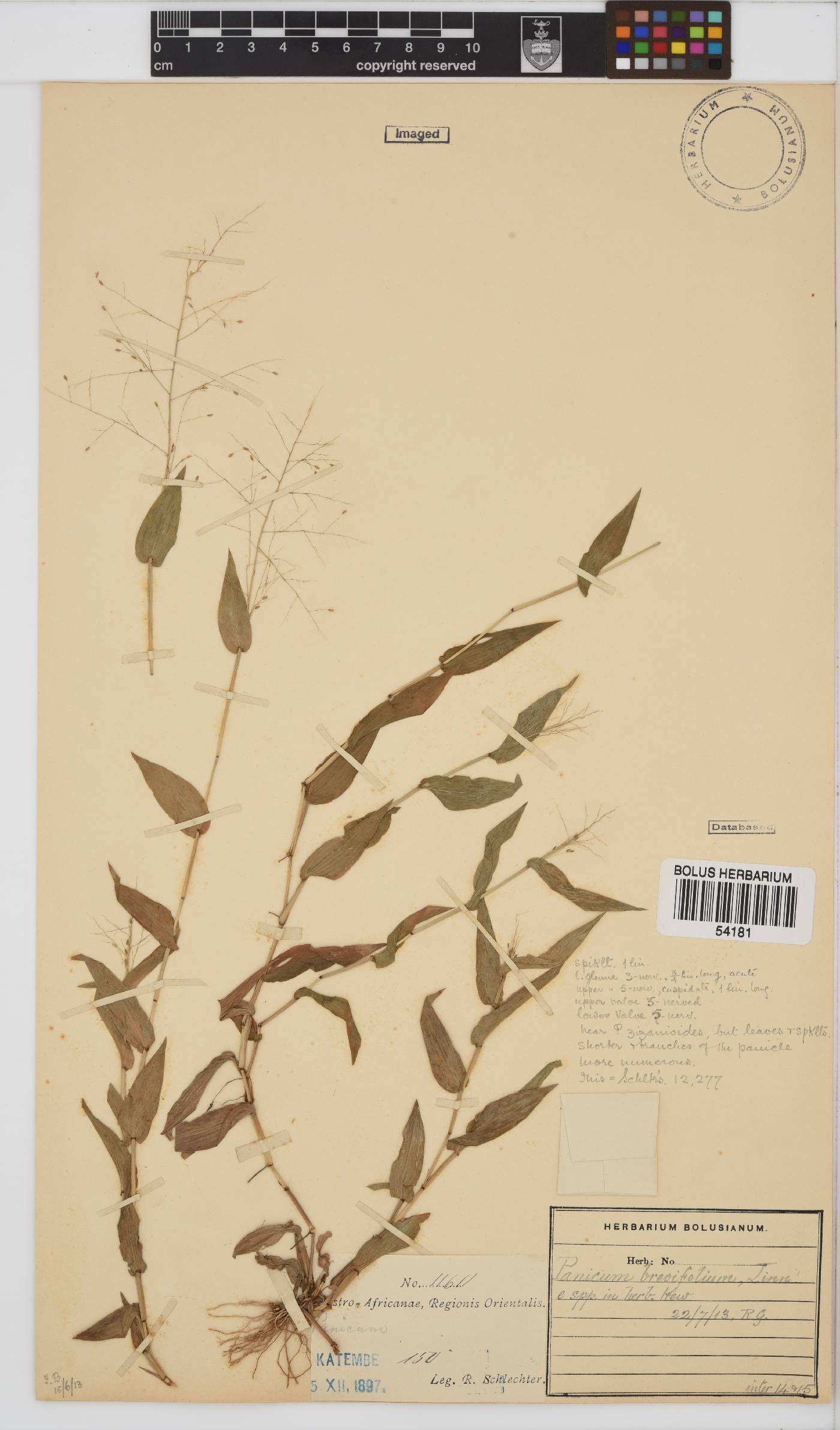 Panicum brevifolium image