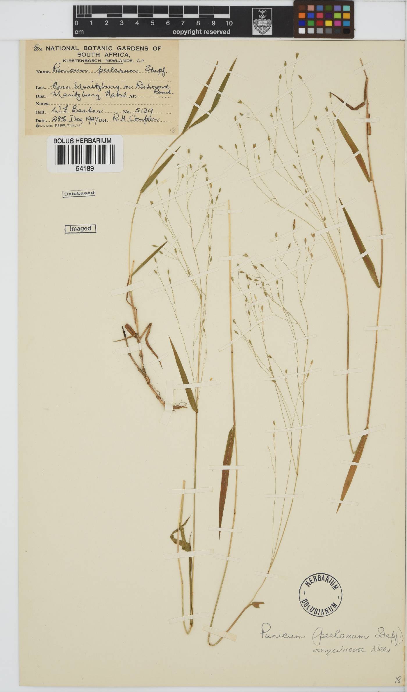 Panicum aequinerve image