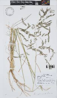 Eragrostis rotifer image