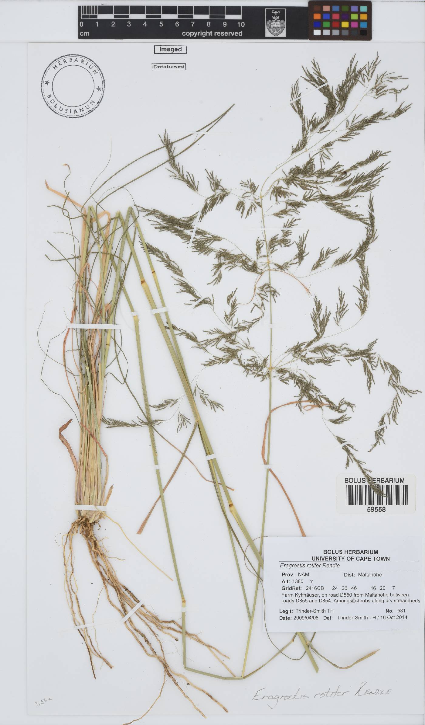 Eragrostis rotifer image