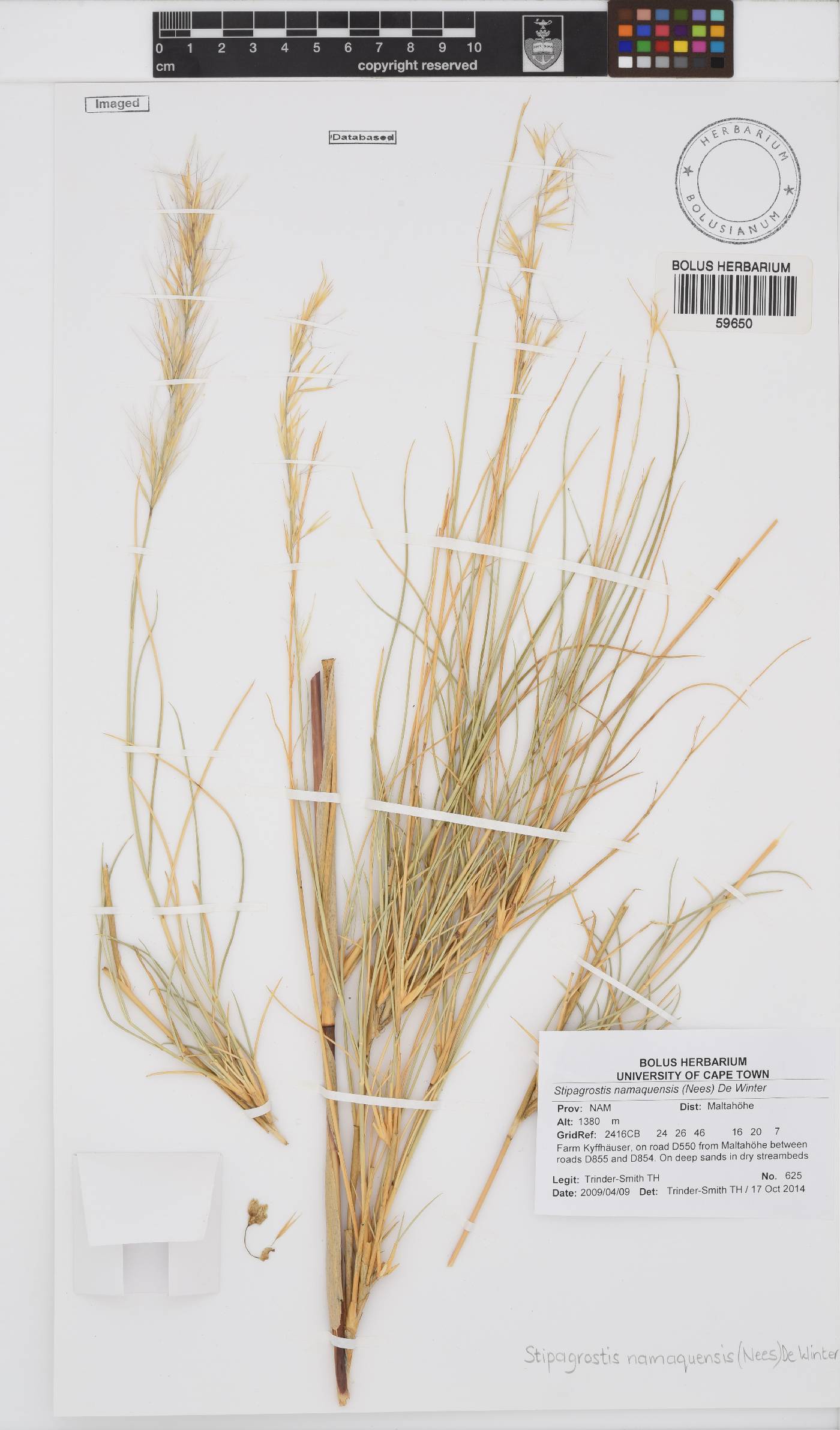 Stipagrostis namaquensis image