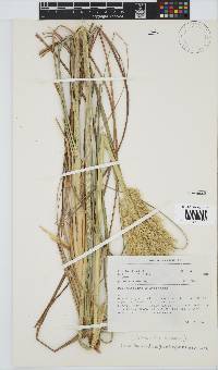 Capeochloa arundinacea image