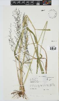 Panicum maximum image