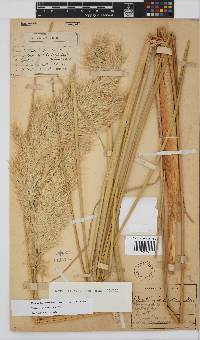 Capeochloa cincta image