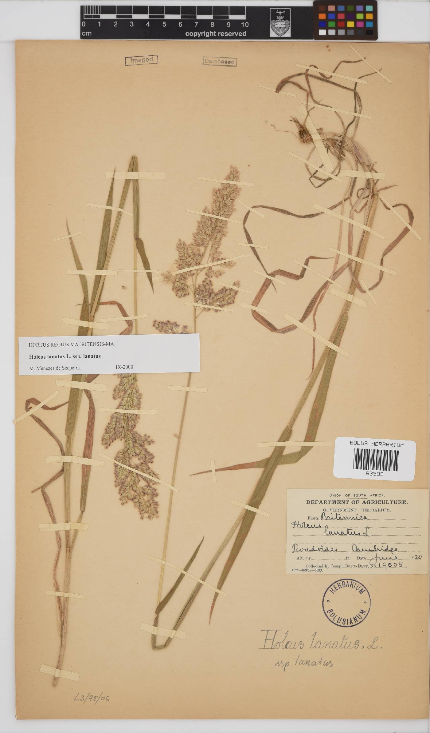 Holcus lanatus image