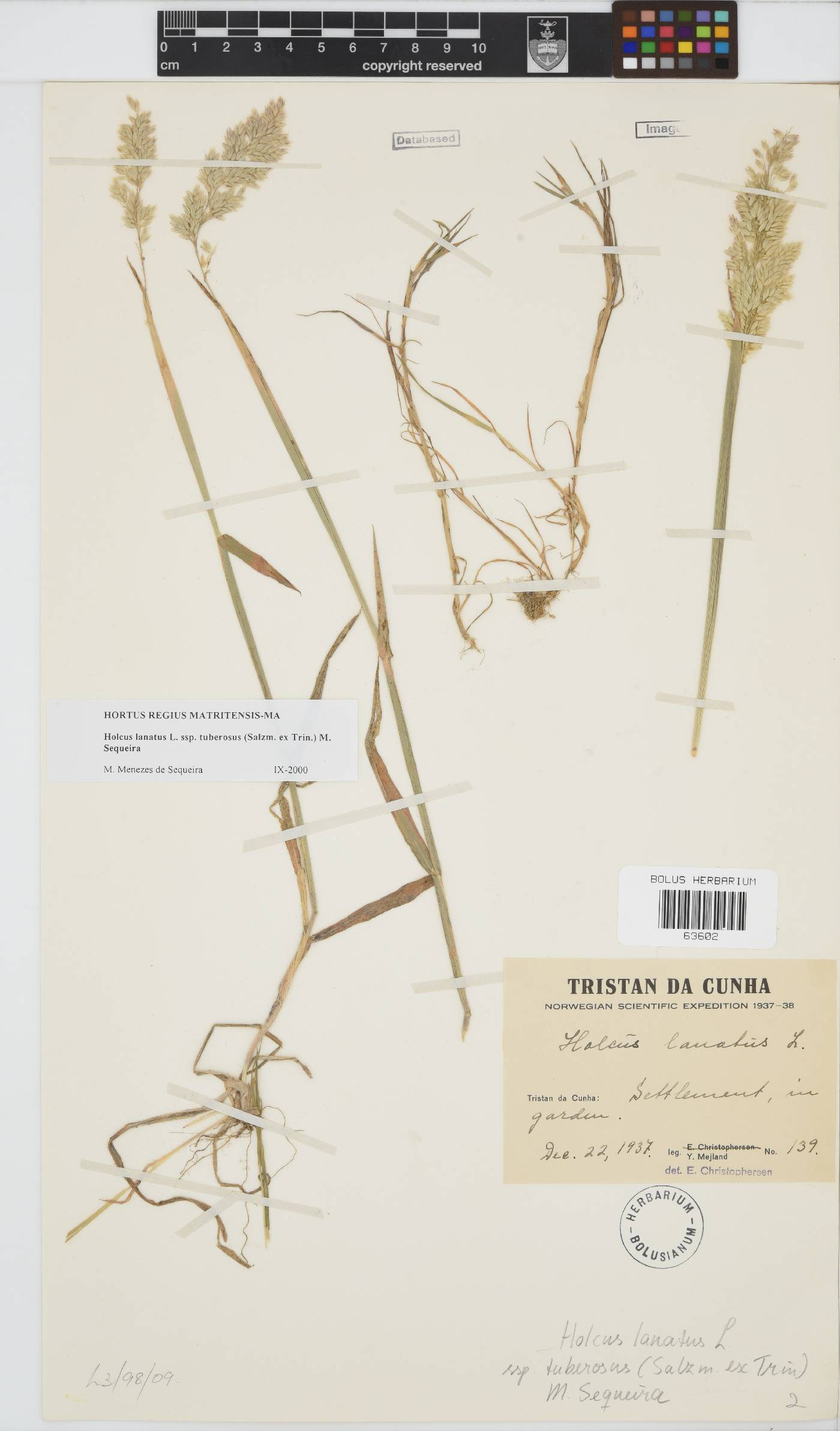 Holcus lanatus image