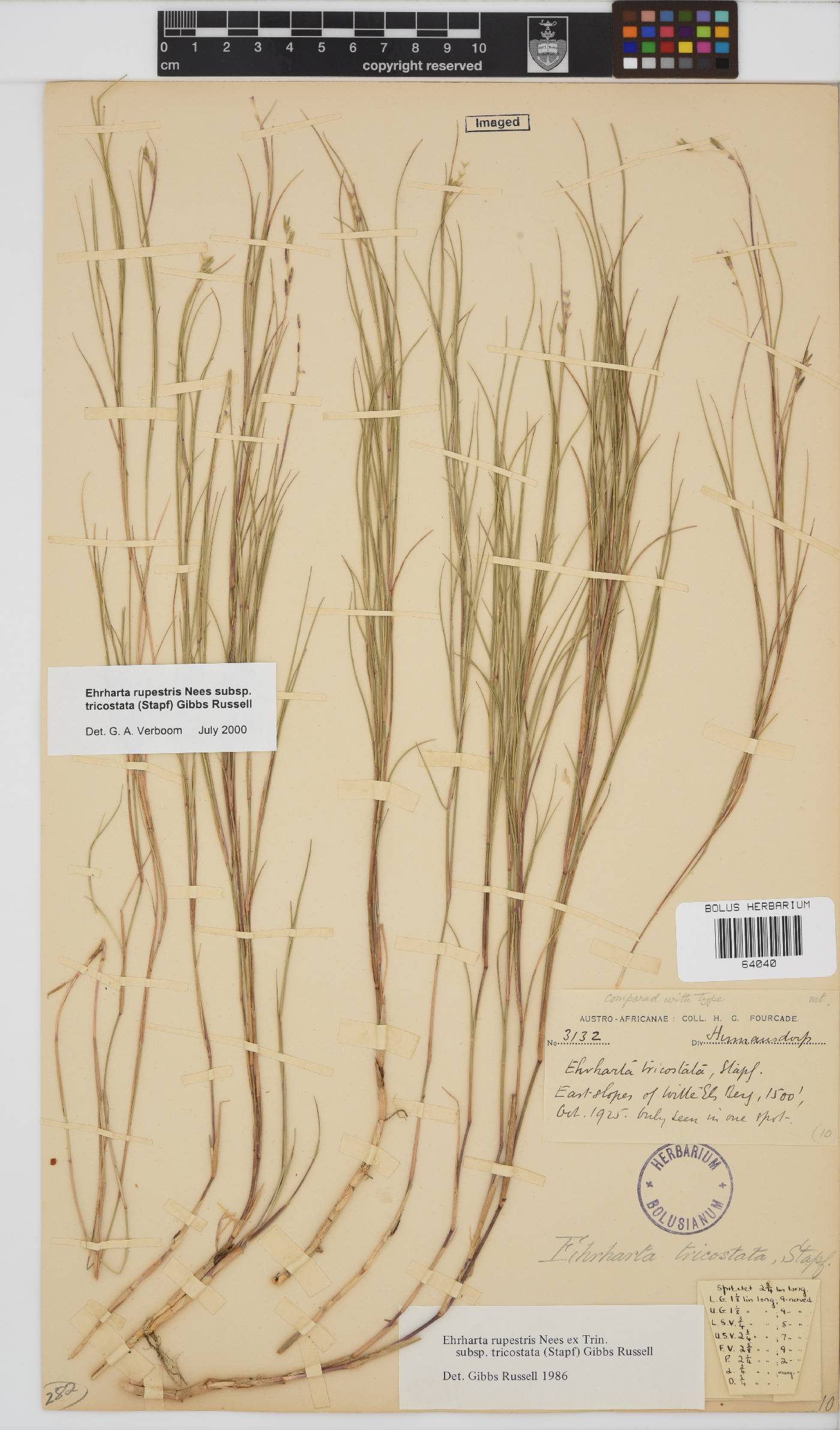 Ehrharta rupestris subsp. tricostata image