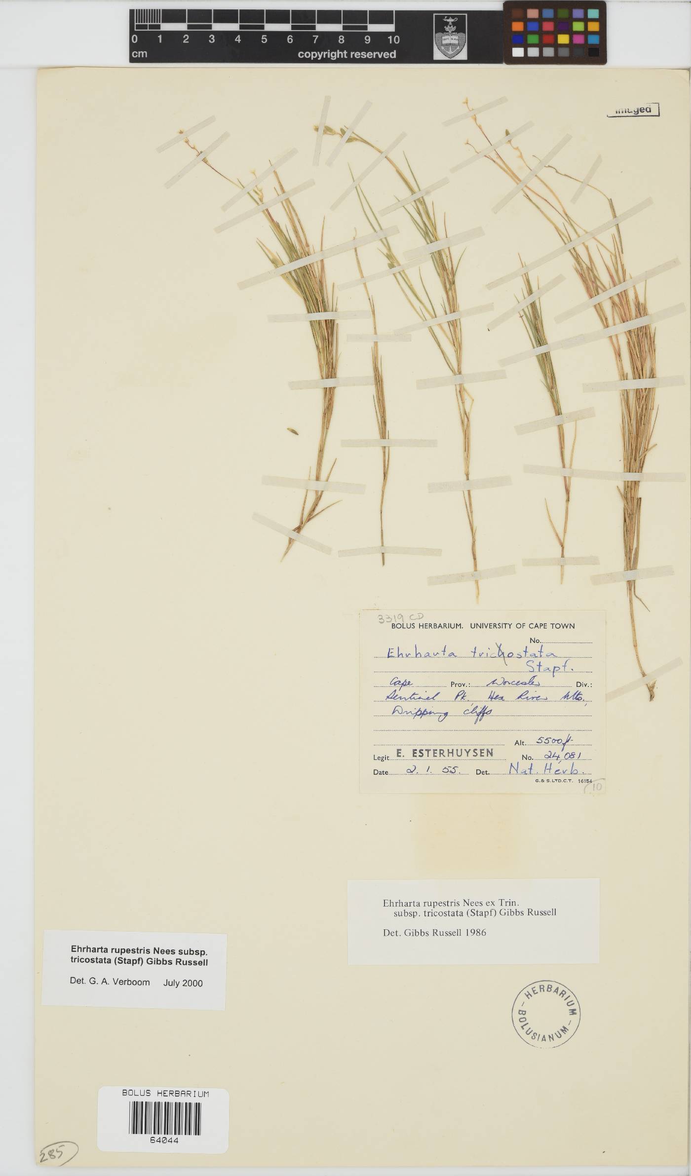Ehrharta rupestris subsp. tricostata image