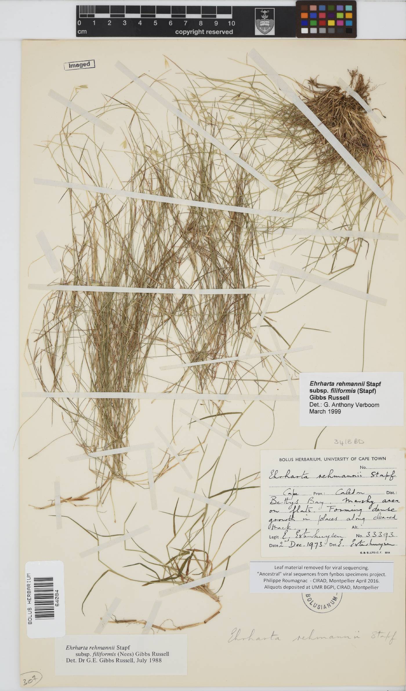 Ehrharta rehmannii subsp. filiformis image