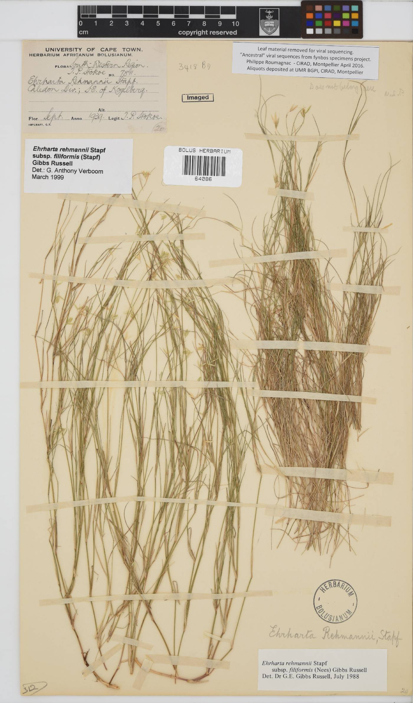 Ehrharta rehmannii subsp. filiformis image