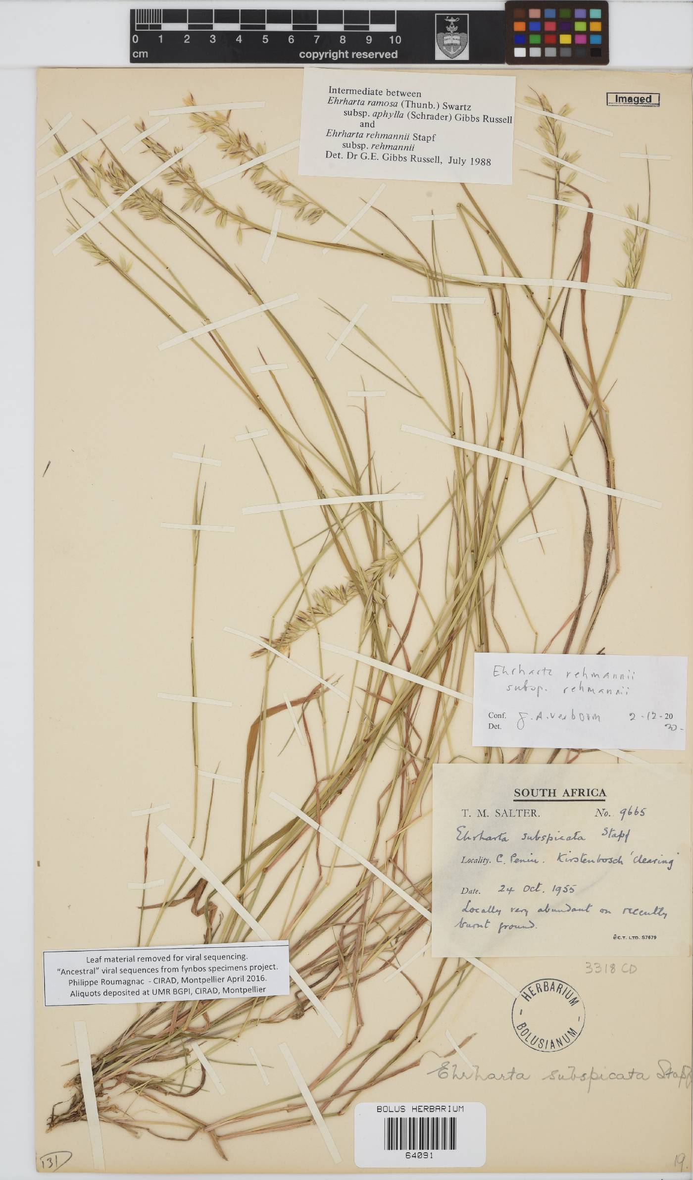 Ehrharta rehmannii image