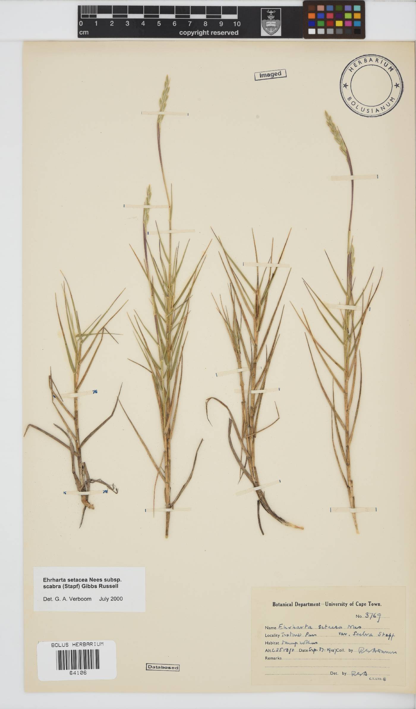 Ehrharta setacea subsp. scabra image