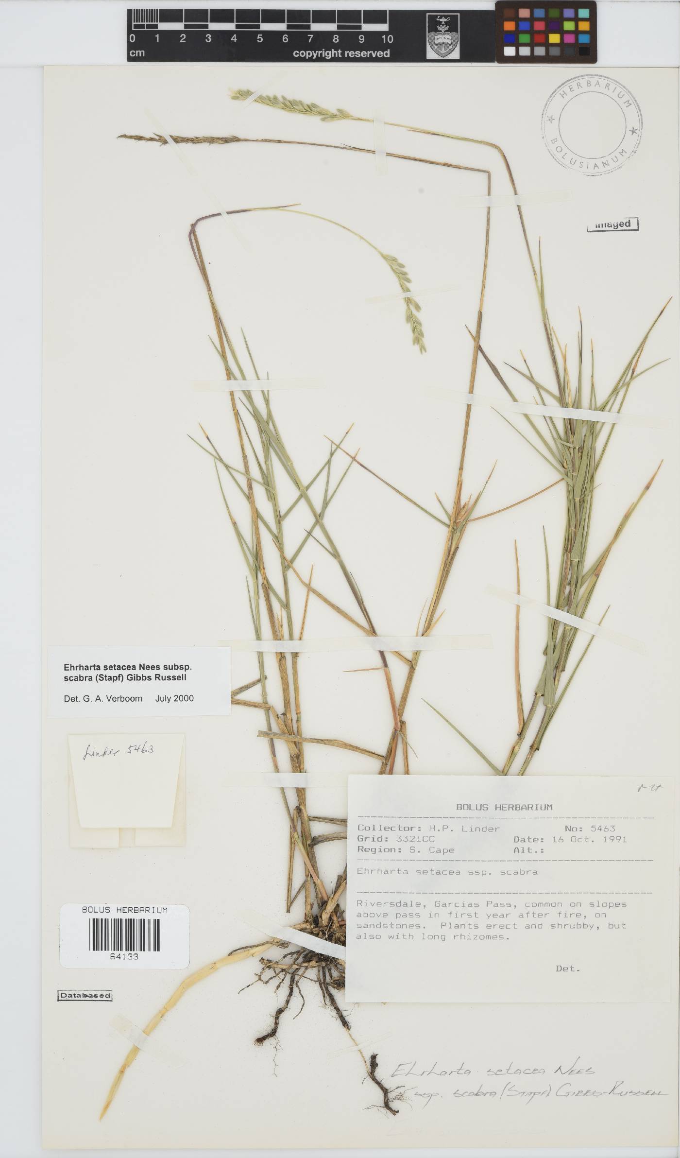 Ehrharta setacea image