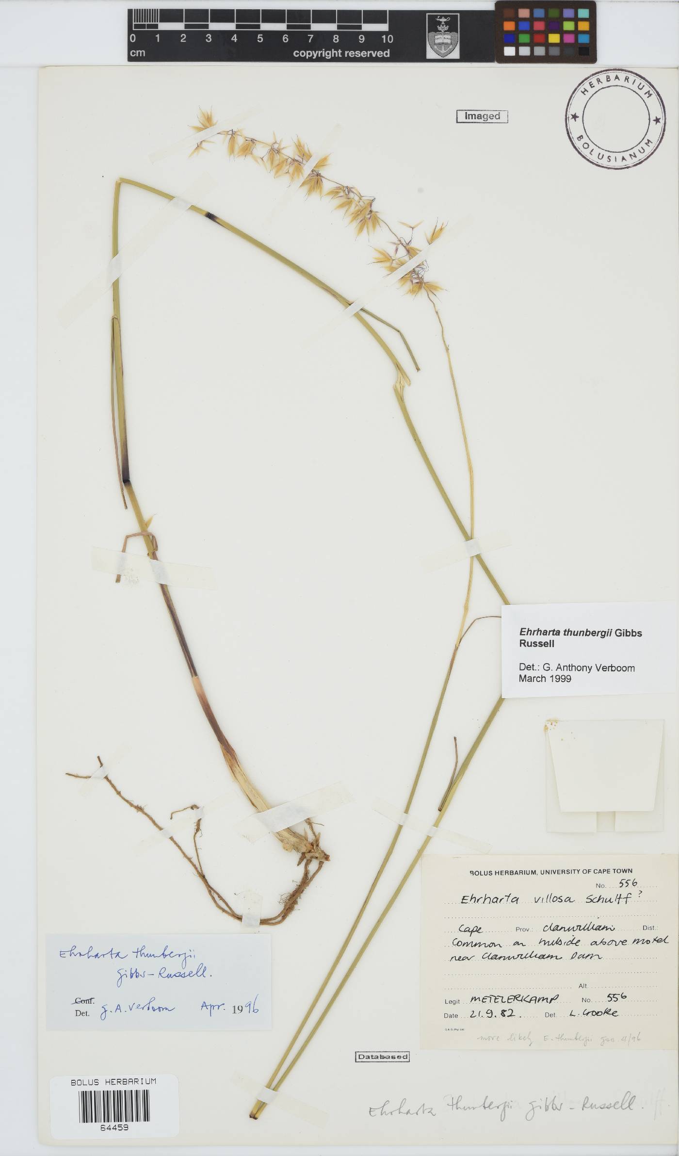 Ehrharta thunbergii image