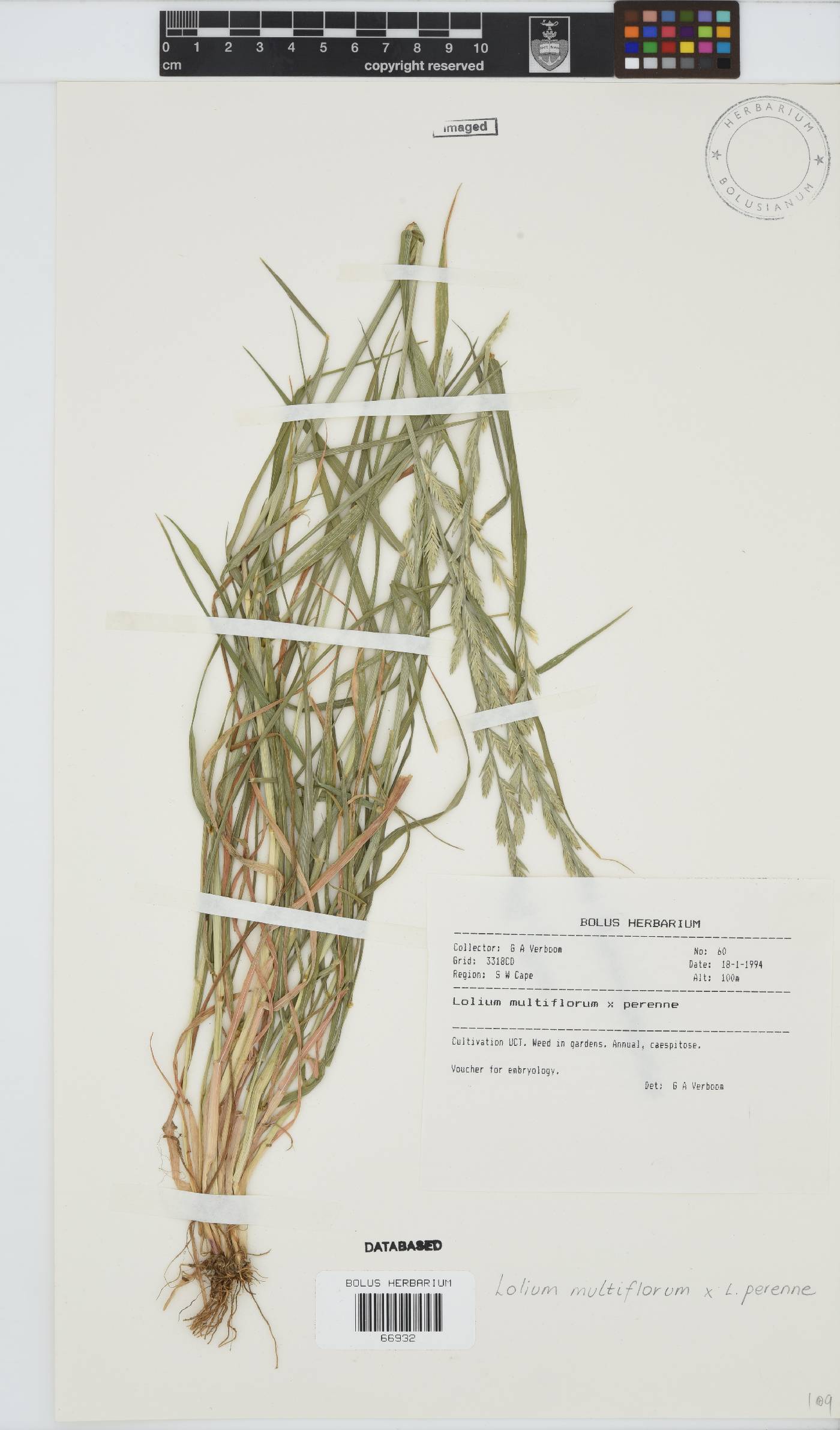 Lolium multiflorum image