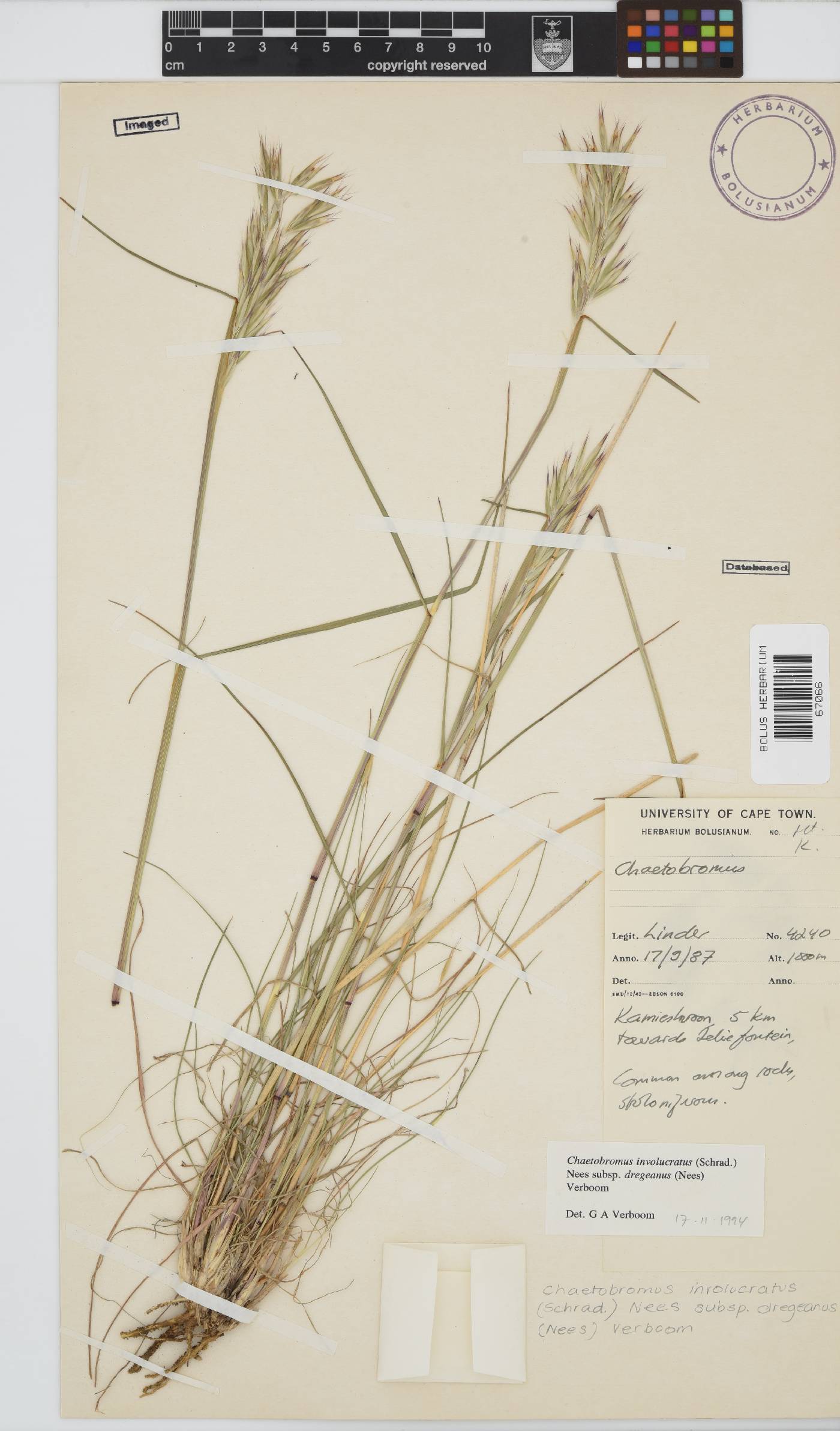 Chaetobromus involucratus subsp. dregeanus image