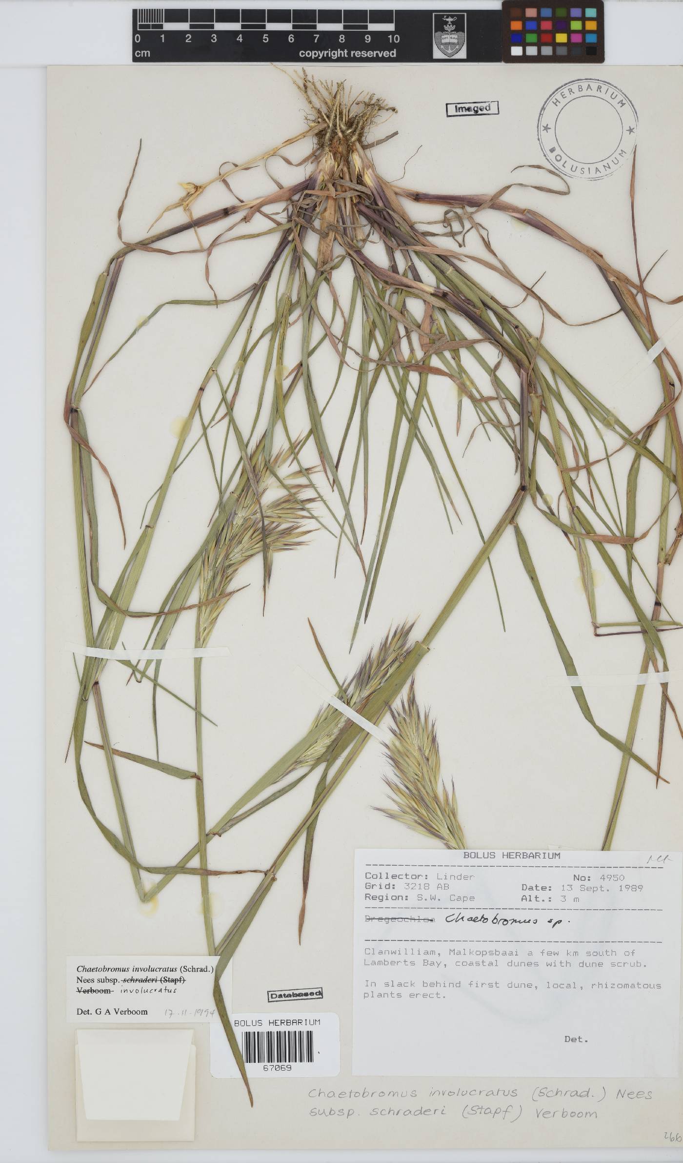 Chaetobromus involucratus image