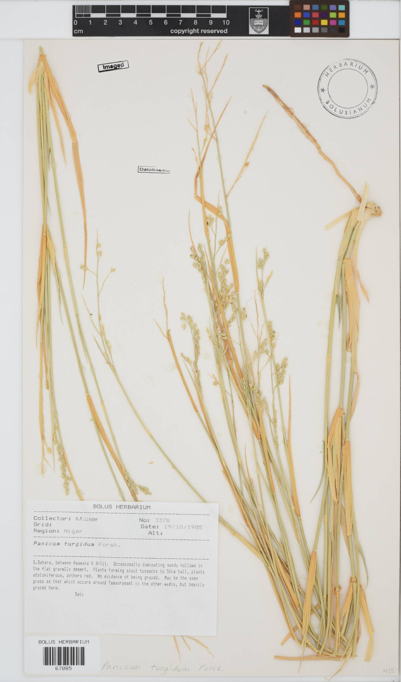 Panicum turgidum image