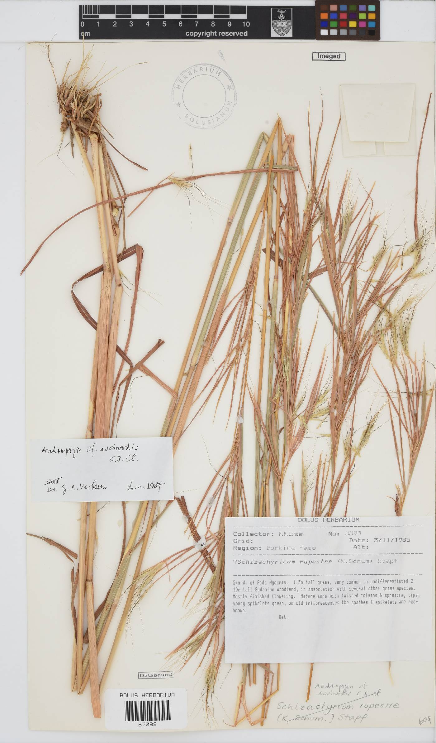 Andropogon chinensis image