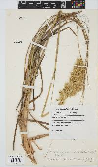 Capeochloa arundinacea image