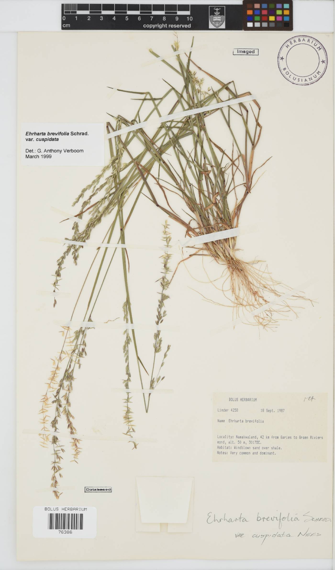 Ehrharta brevifolia var. cuspidata image