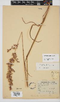 Ehrharta bulbosa image