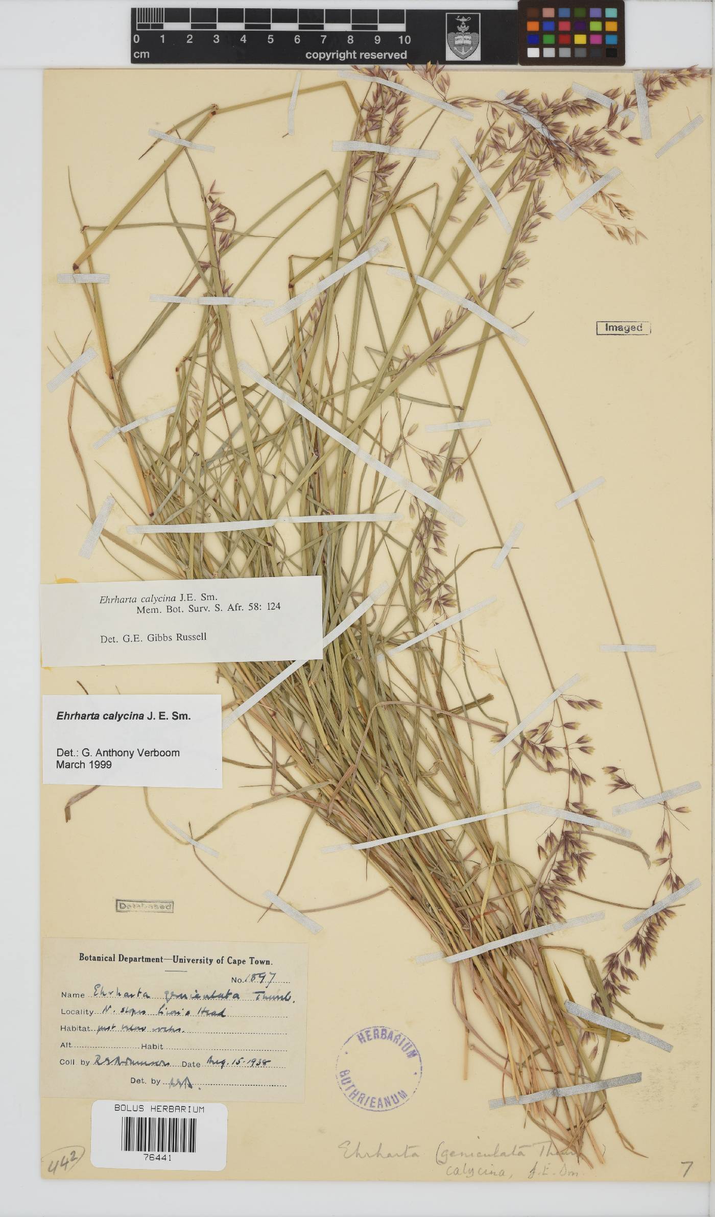 Ehrharta calycina image