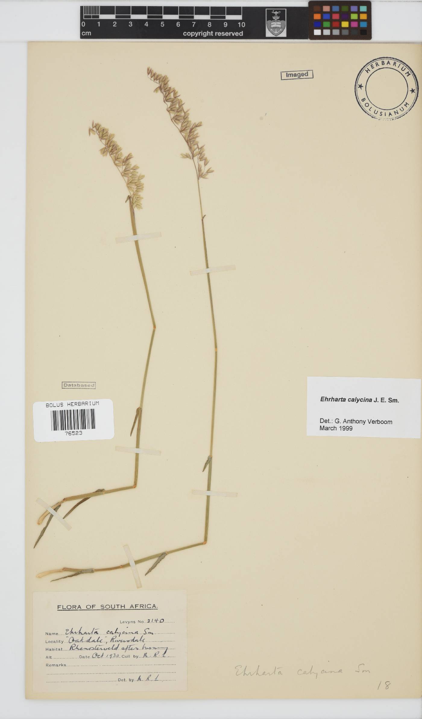 Ehrharta calycina image